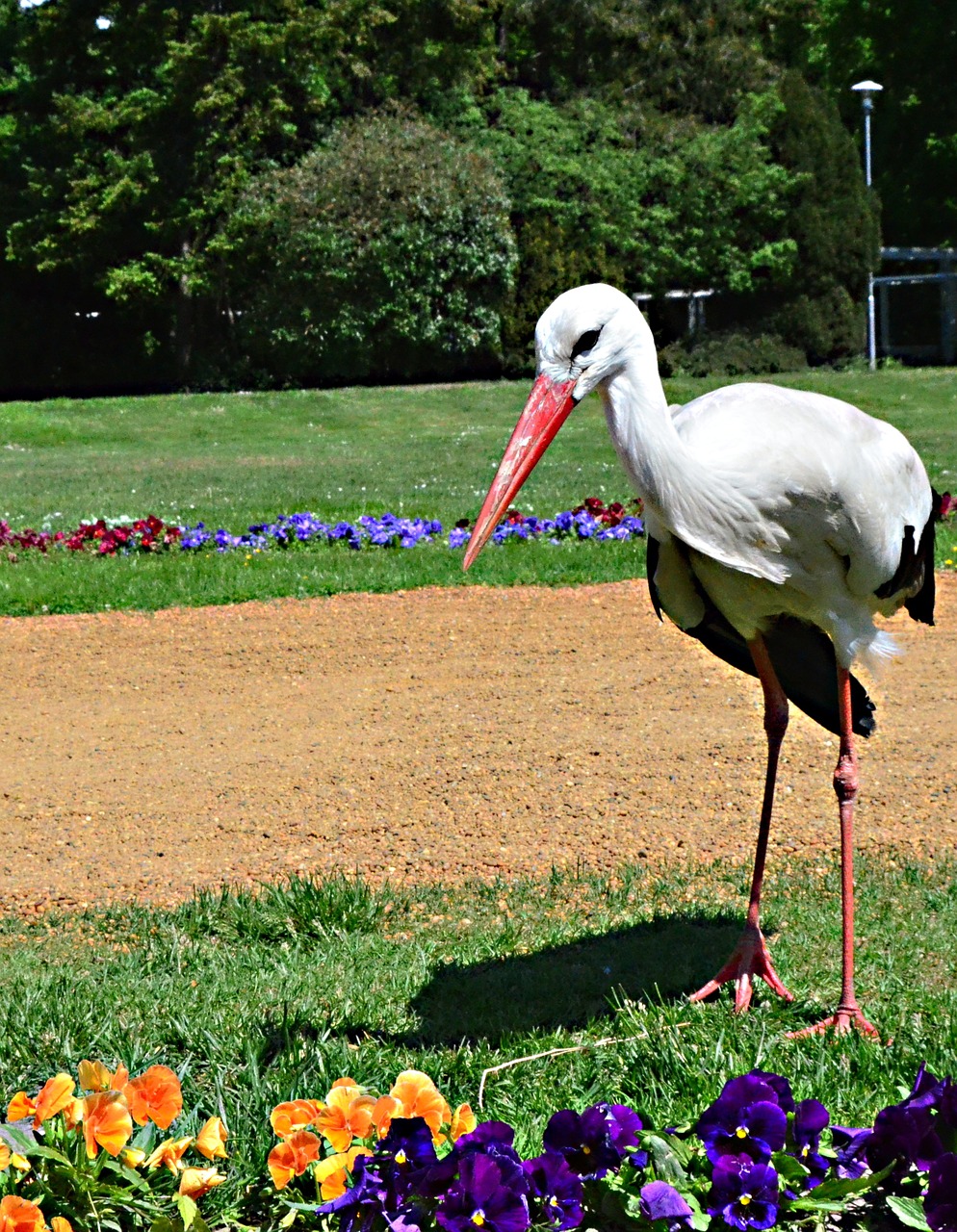 spring stork margaret island free photo
