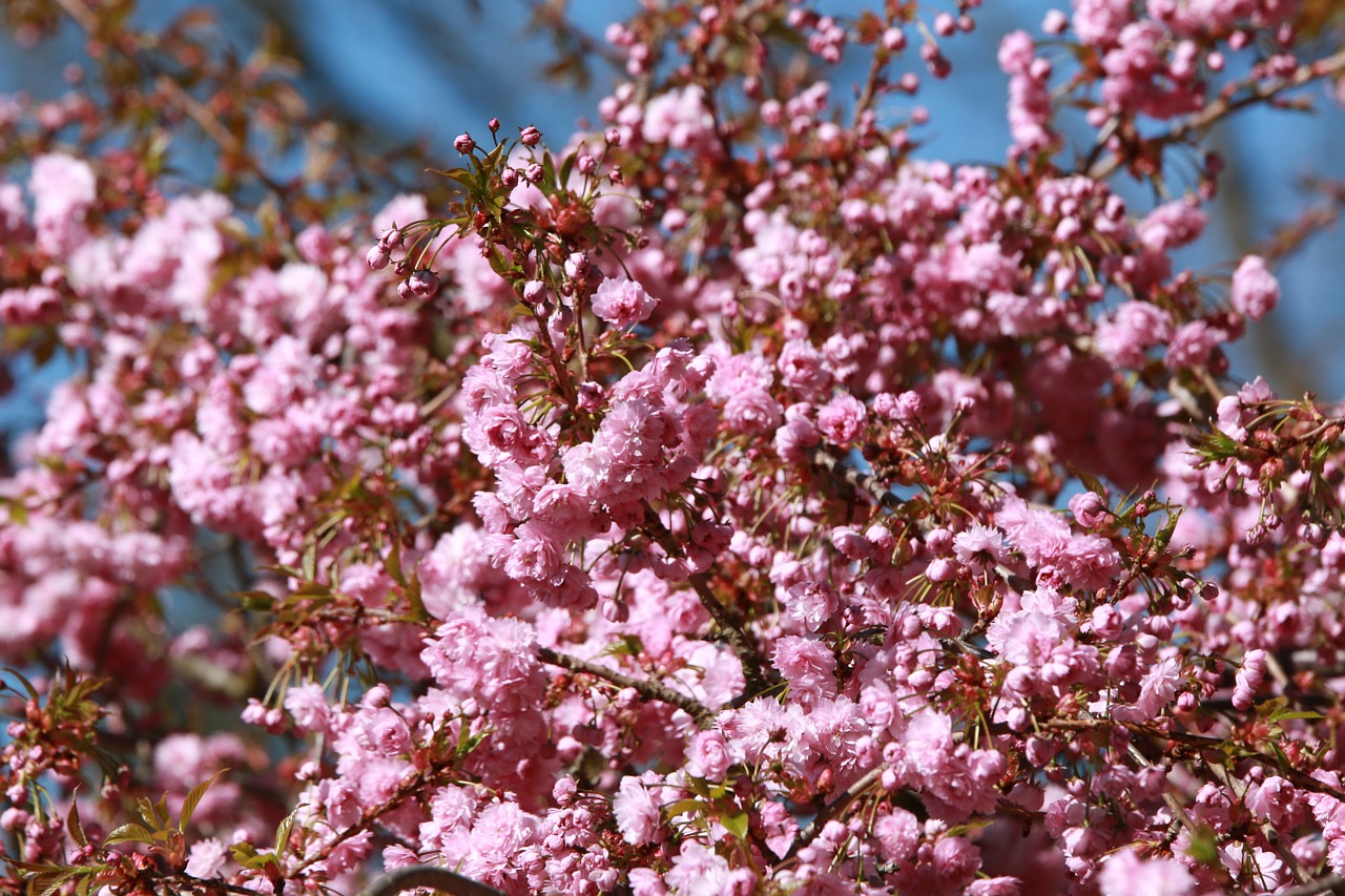 spring nature flowers free photo