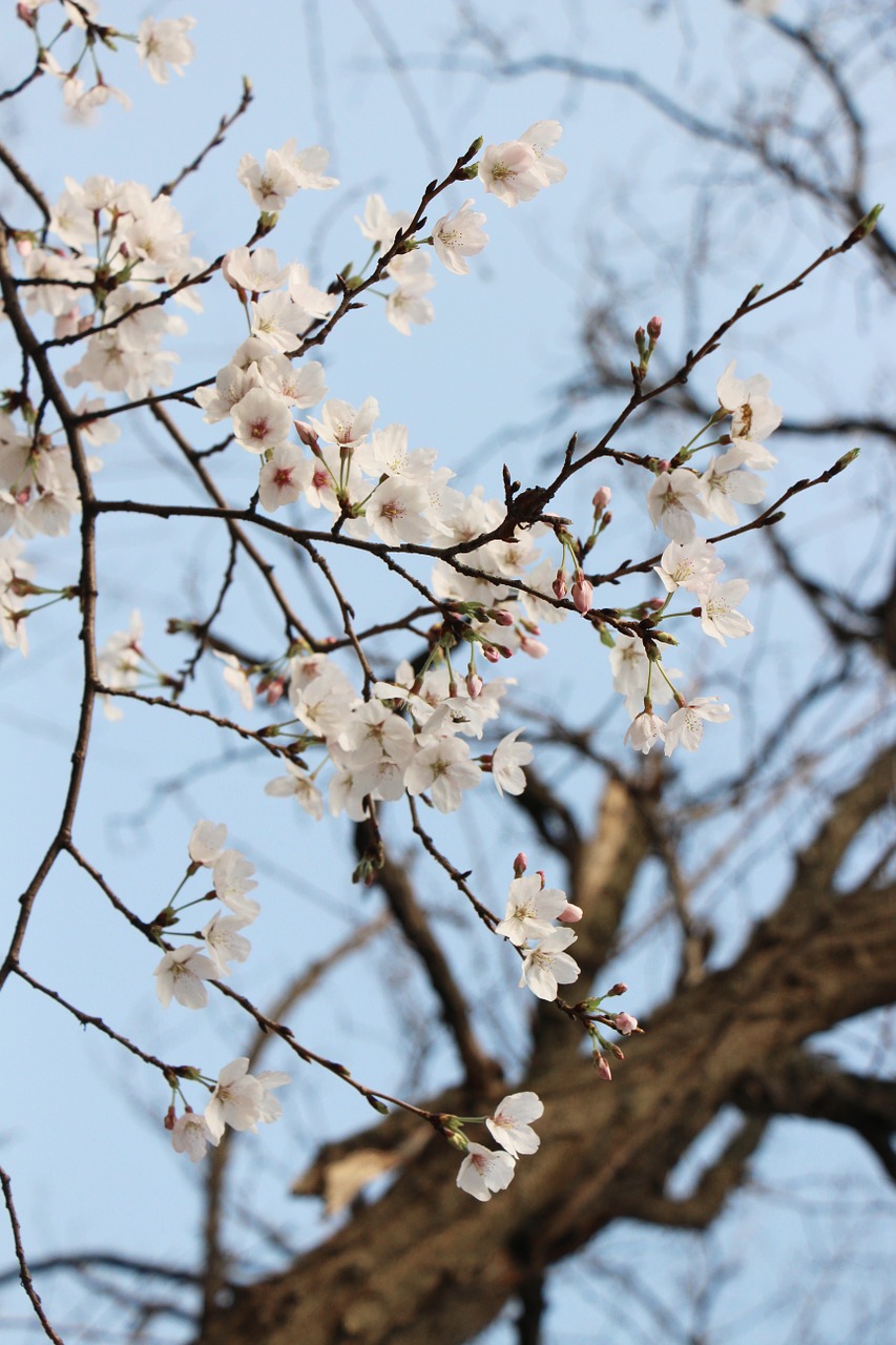 spring nature flower free photo