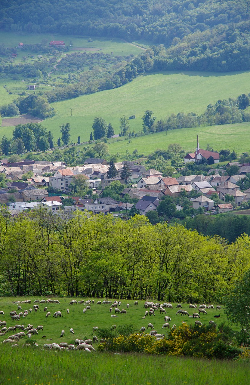 spring the countryside sheep free photo