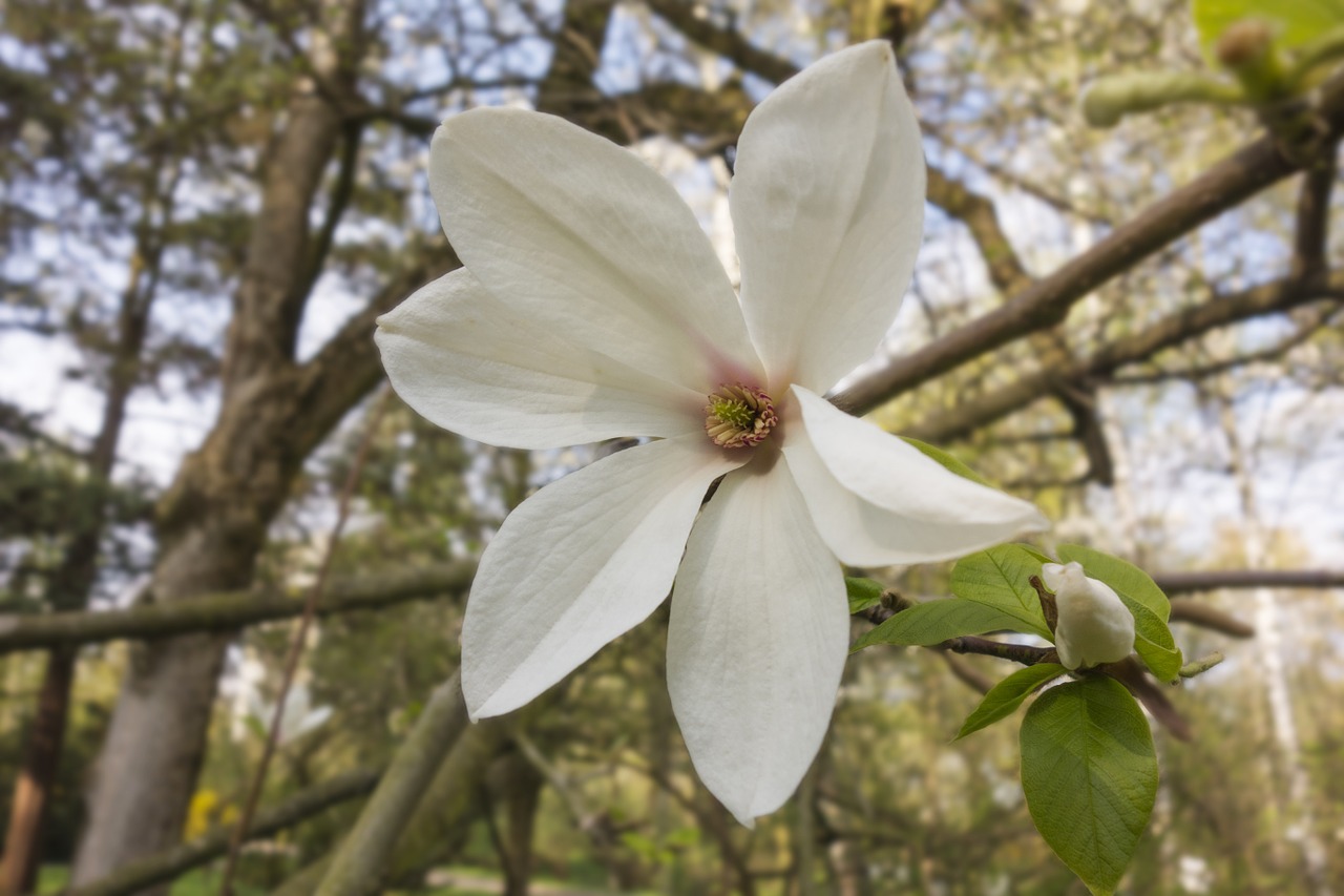 spring spring flowering magnolia free photo