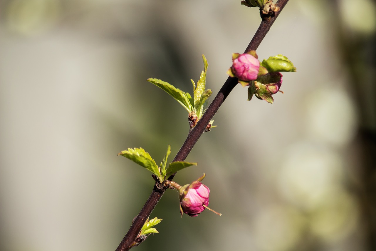 spring nature almond free photo