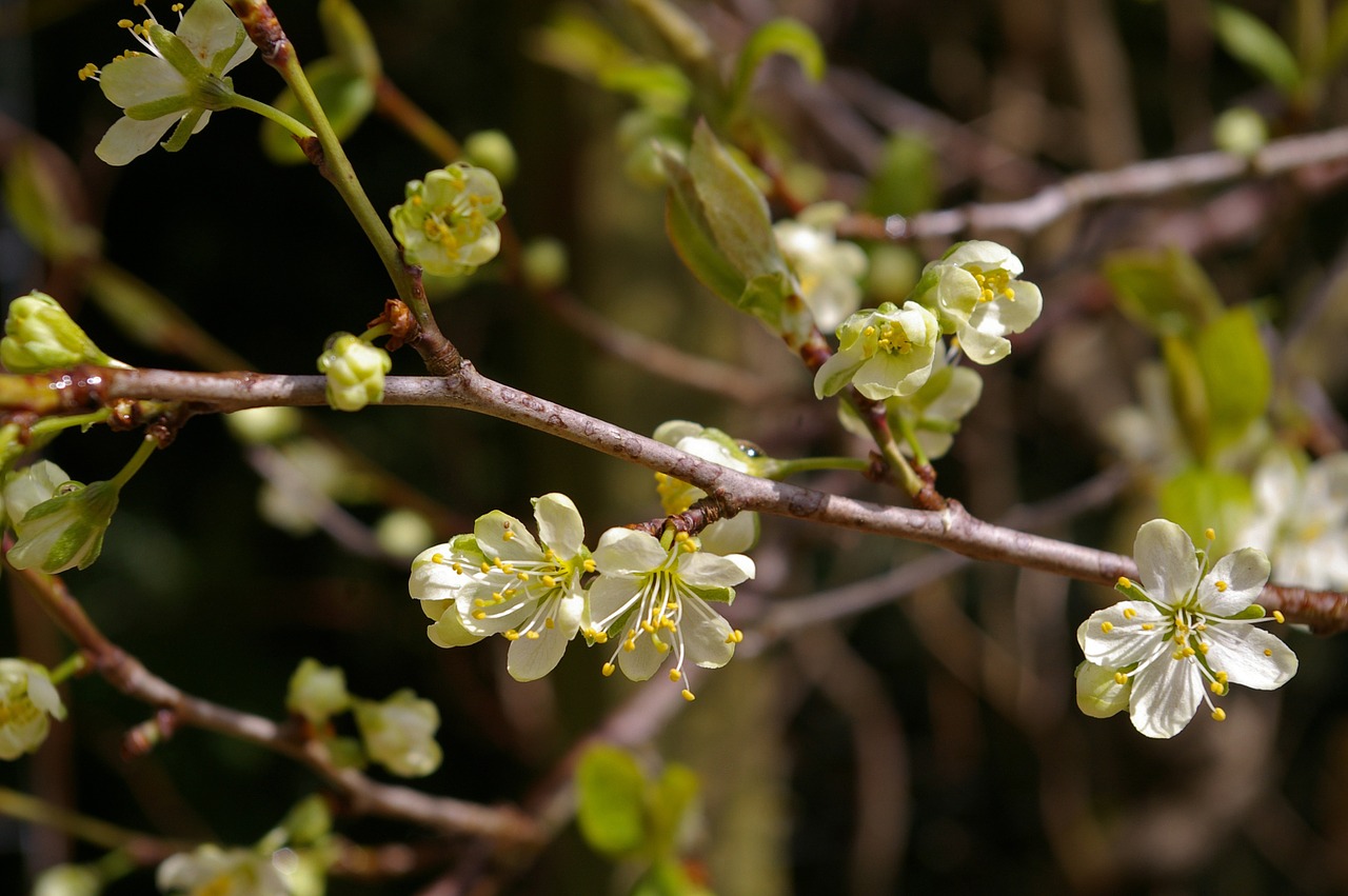 spring plum tree flowers free photo
