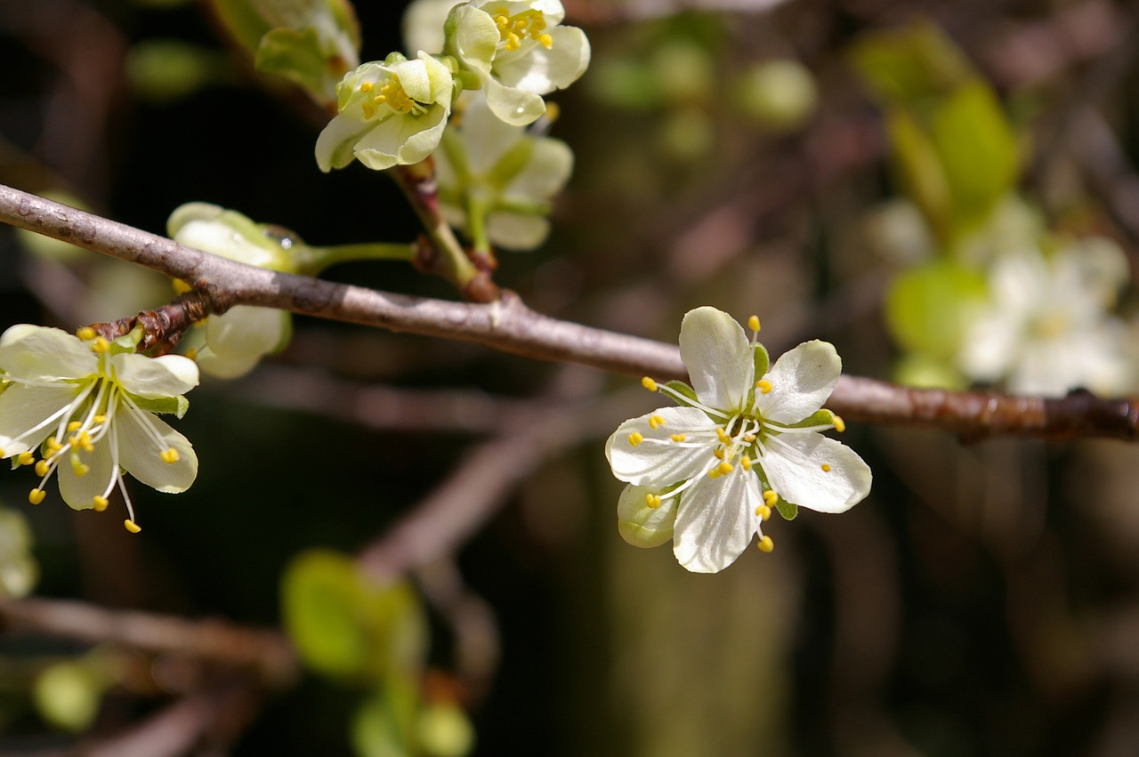 spring plum tree flowers free photo