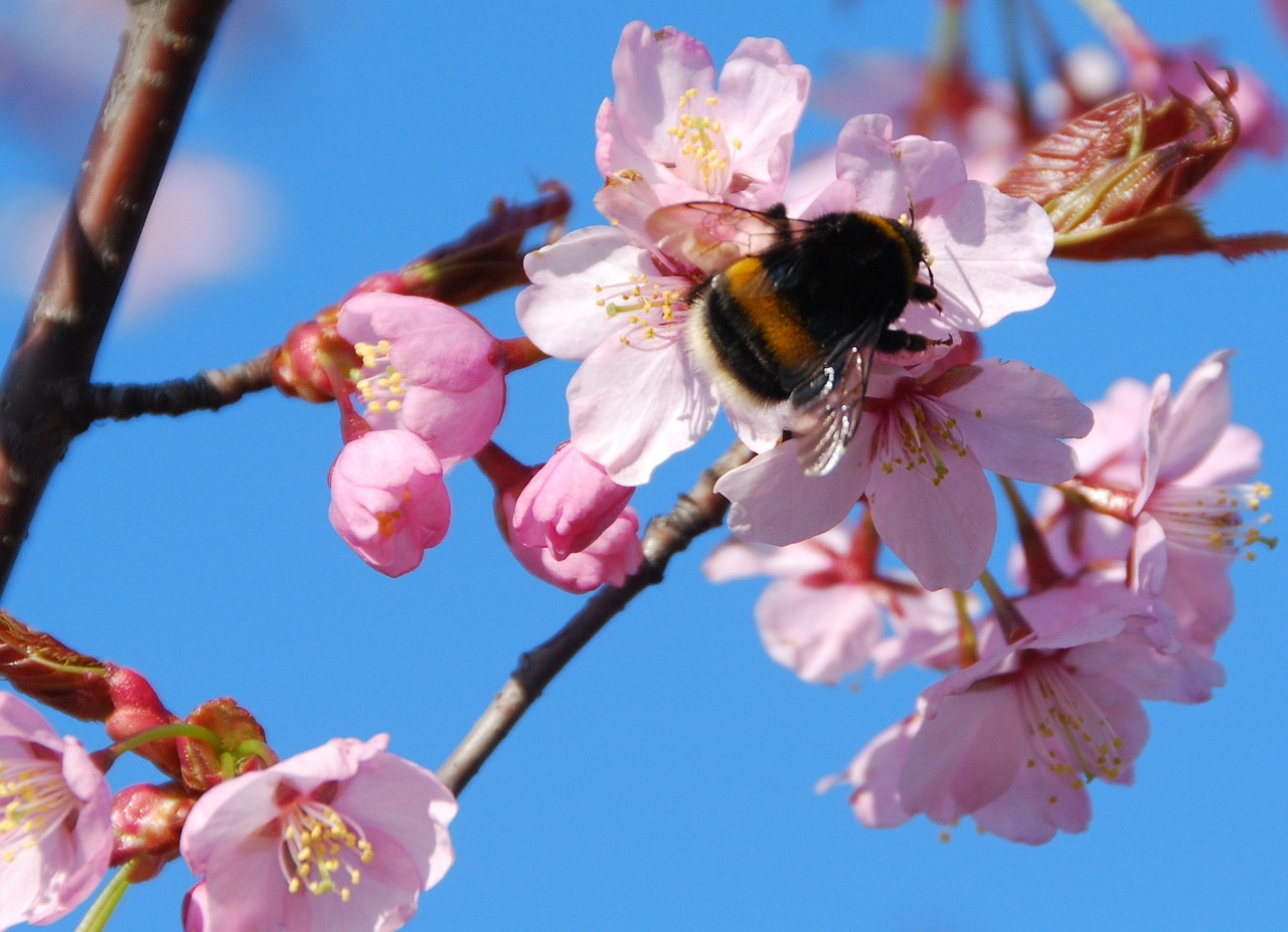 spring sakura bloom free photo