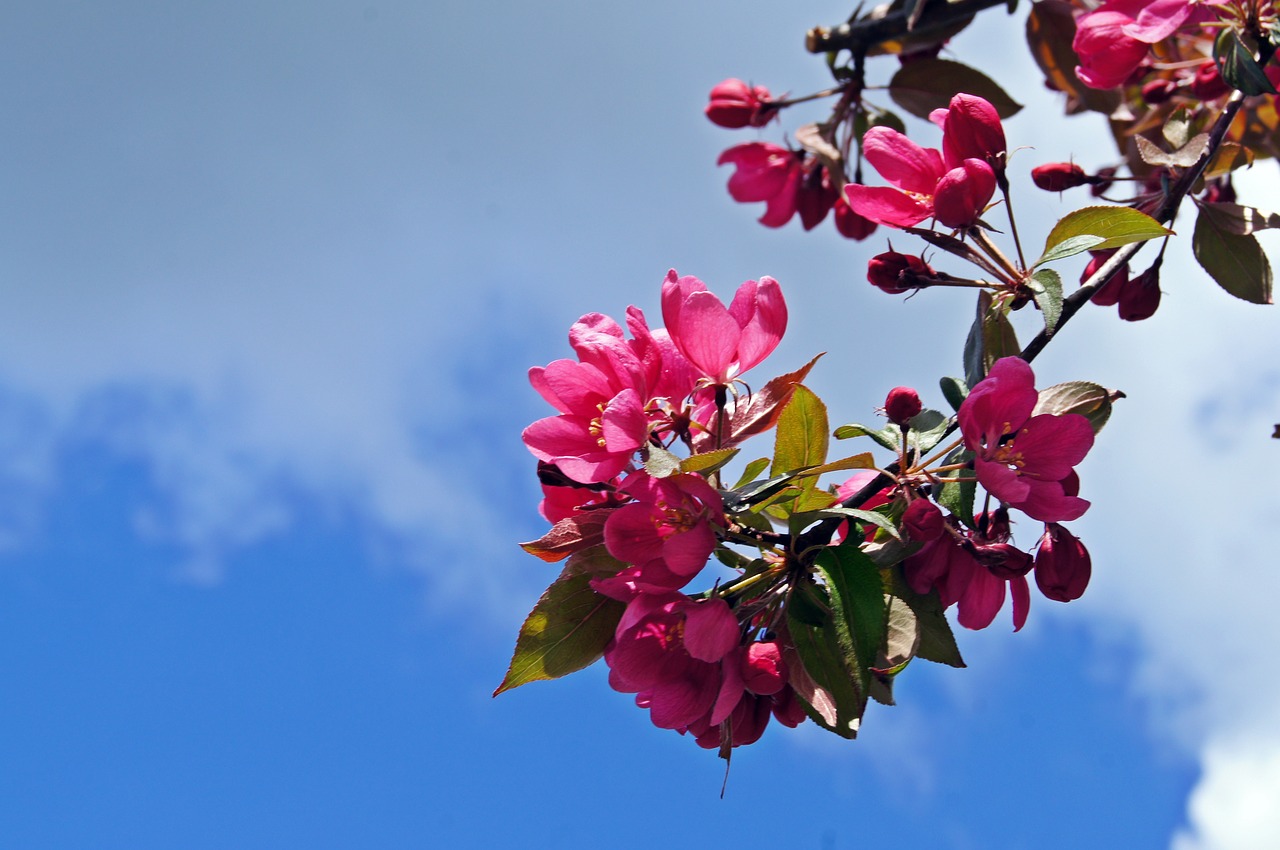 spring cherry blossom pink free photo