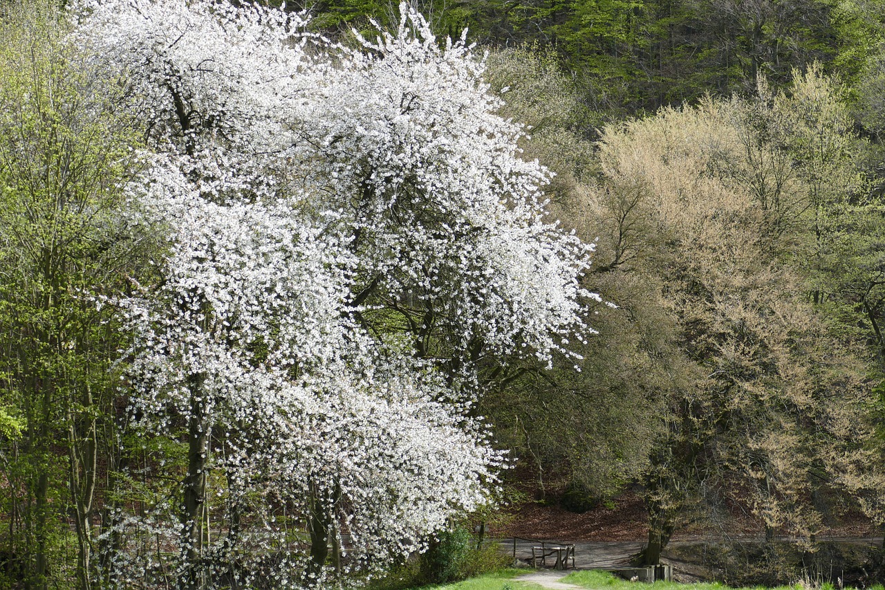 spring cherry blossom monastery park free photo