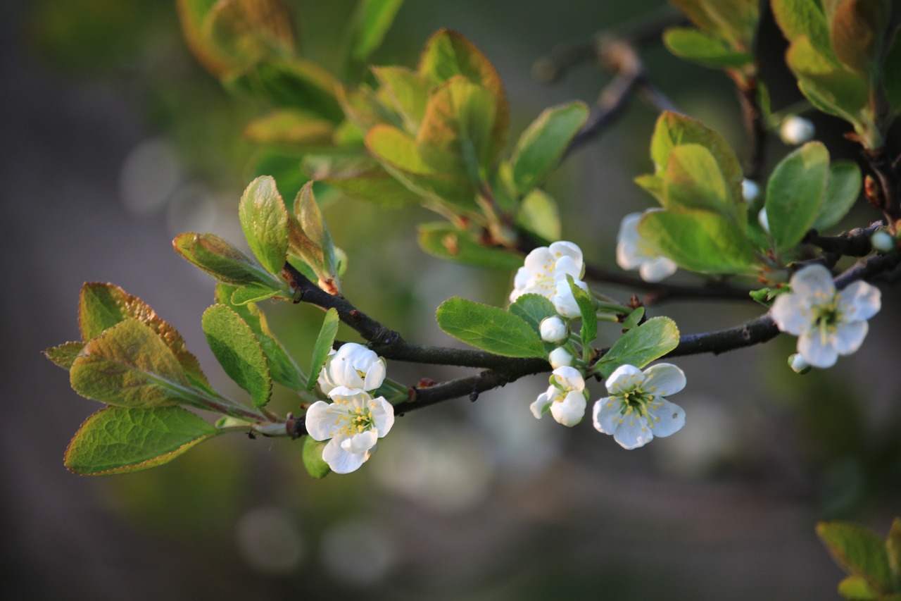 spring plum blossom garden free photo