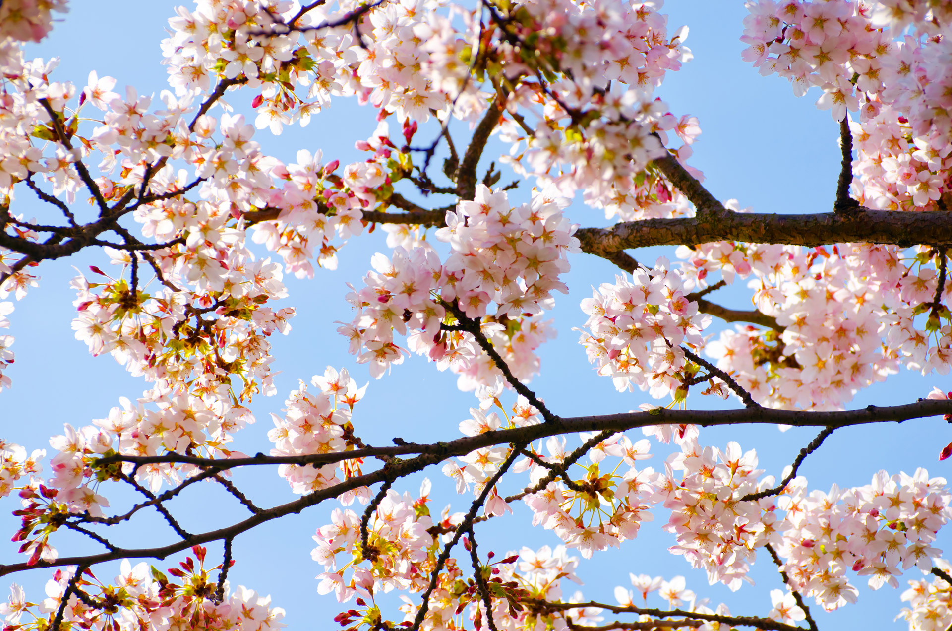 Spring tree. Цветущее лето. Деревья цветут по временам года.