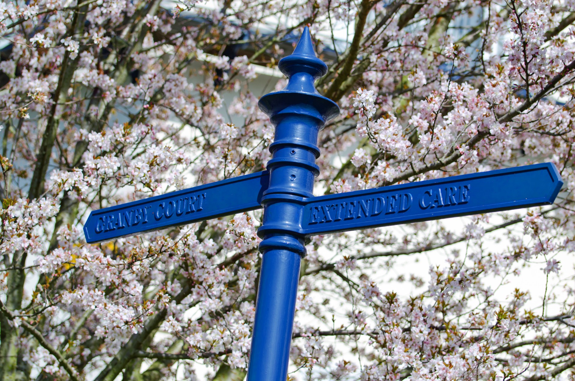 spring tree branch free photo