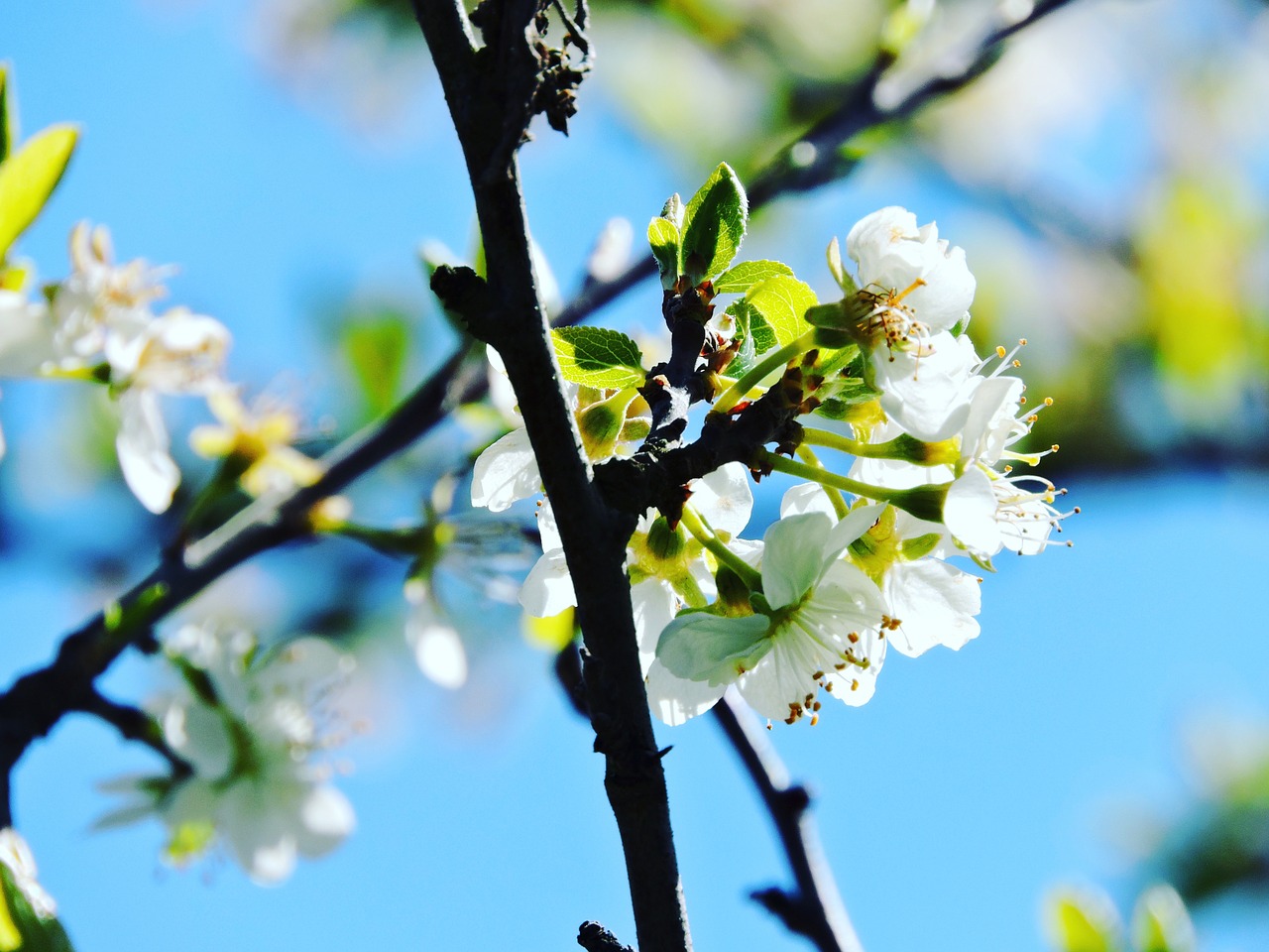 spring flower nature free photo