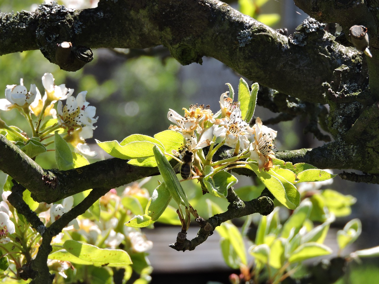 spring nature apple tree free photo