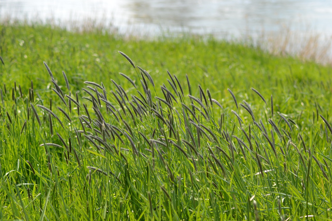 spring grasses riverside free photo
