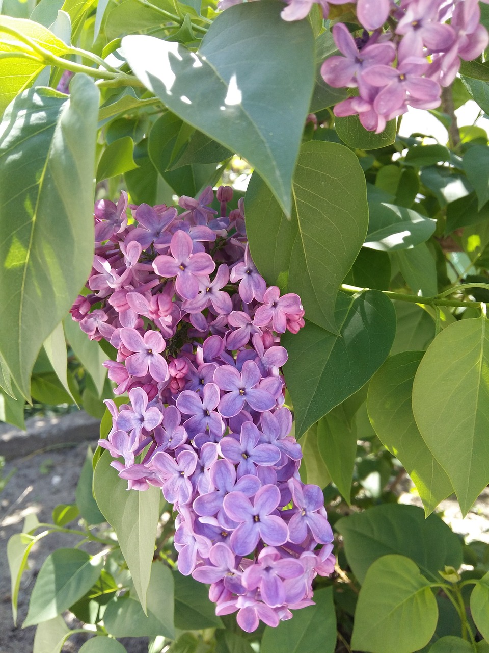 spring lilac flowers free photo