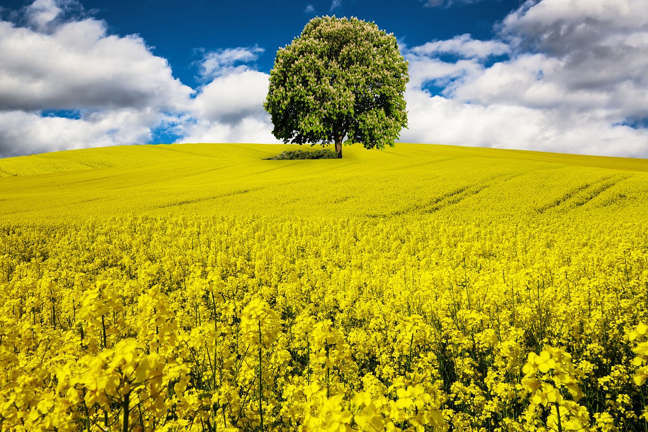 spring oilseed rape rape blossom free photo