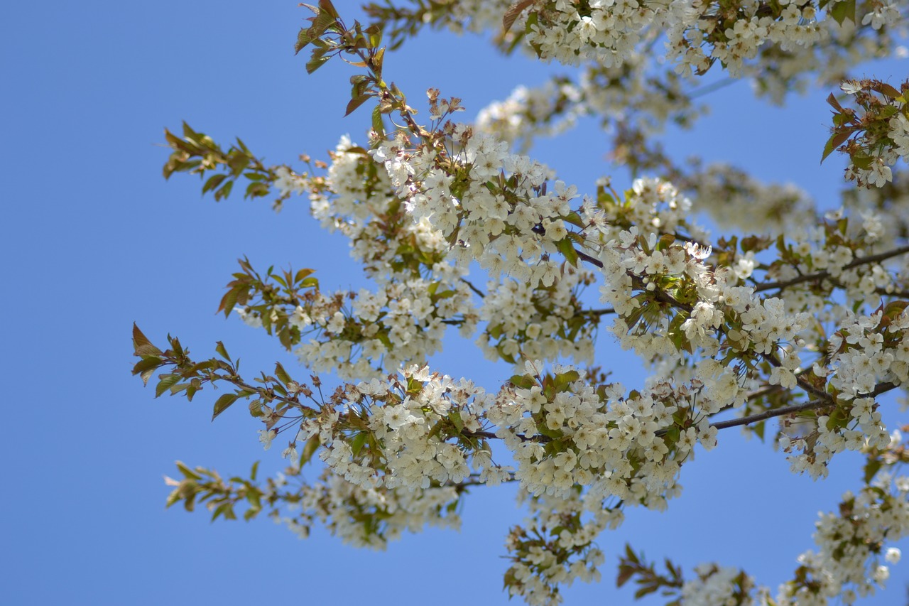 spring bloom plant free photo