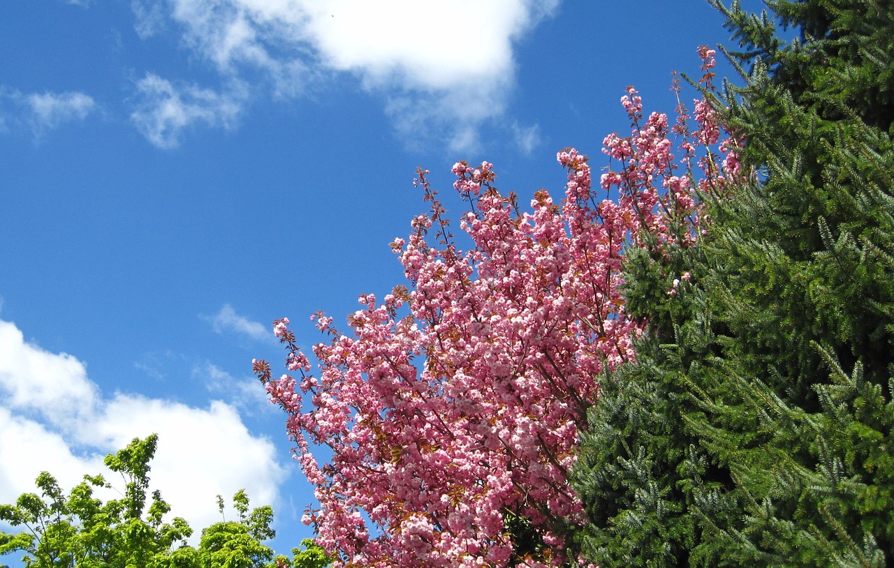 spring cherry blossom garden free photo