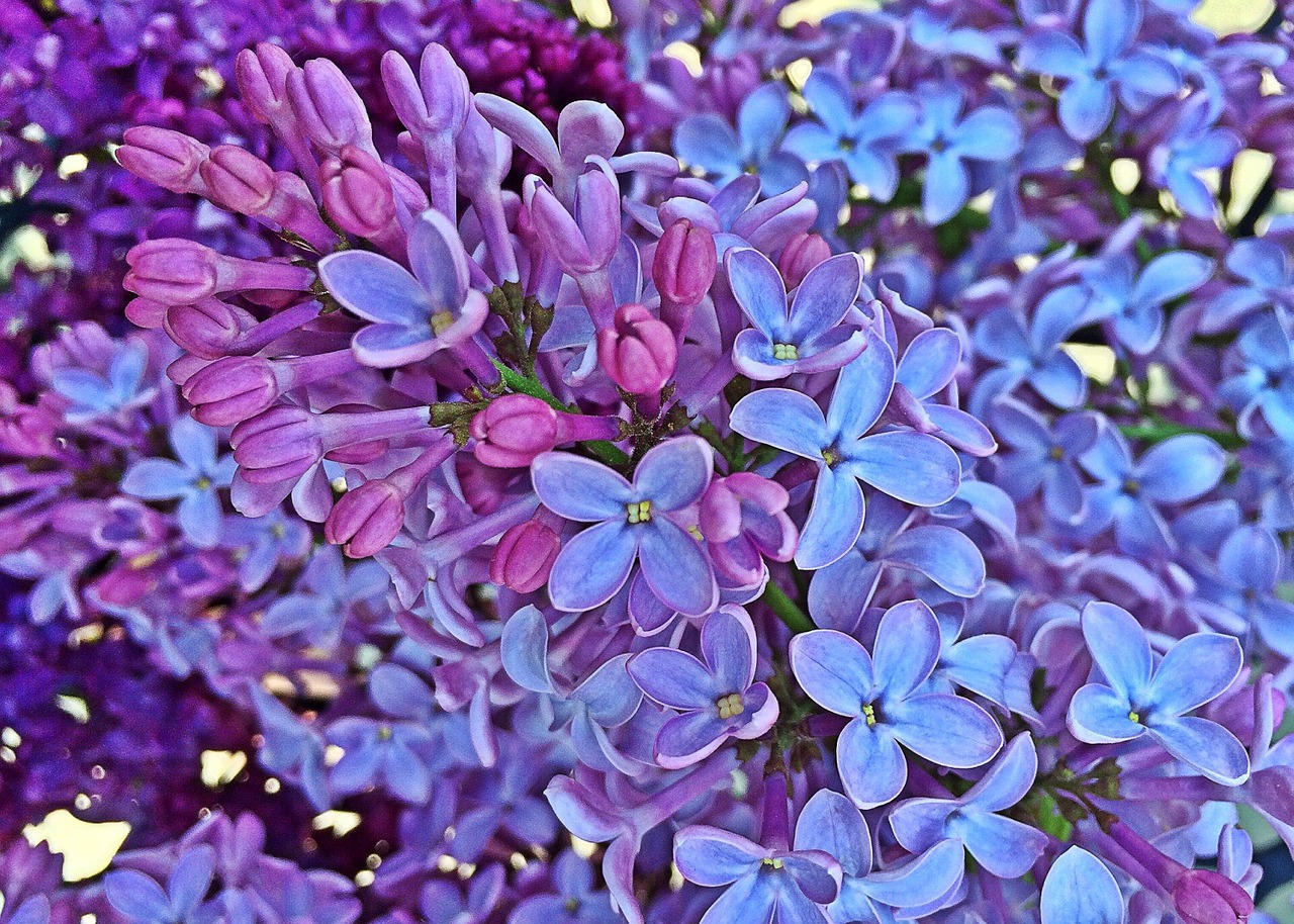 spring lilac flowers free photo