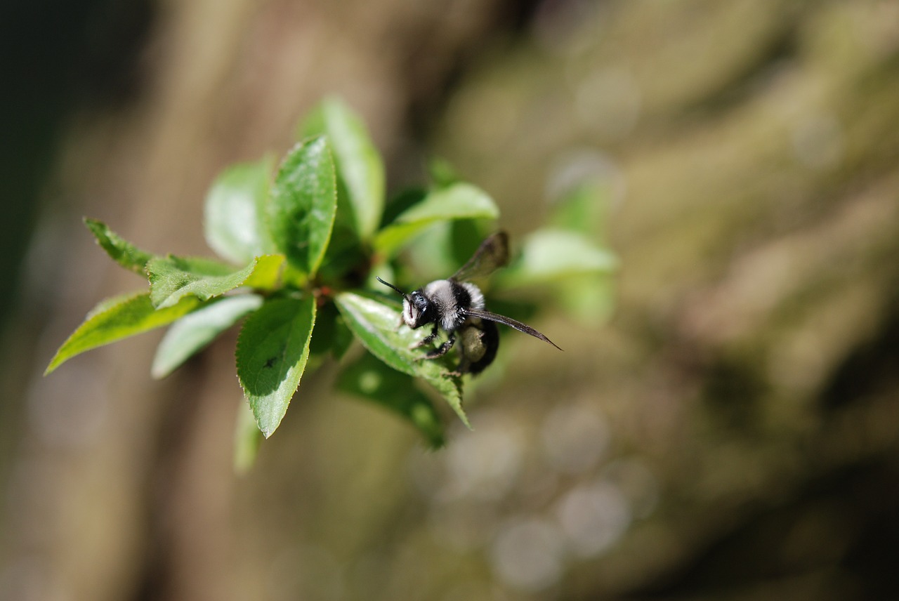 bumblebee spring nature free photo