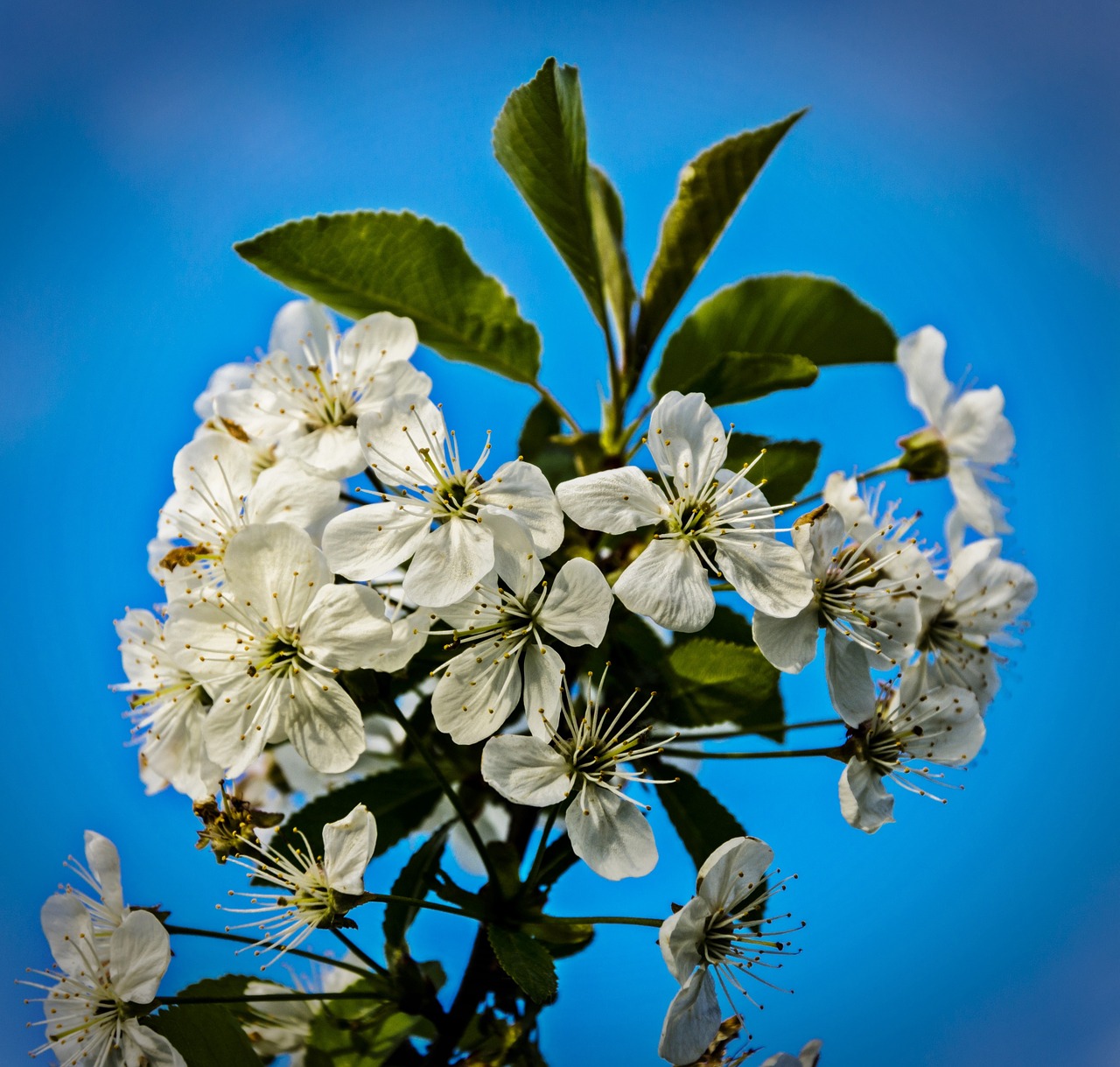 spring nature apple free photo