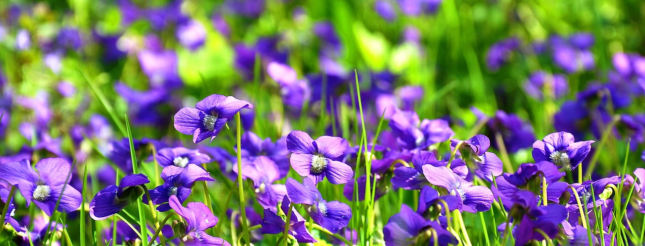 spring violet nature free photo