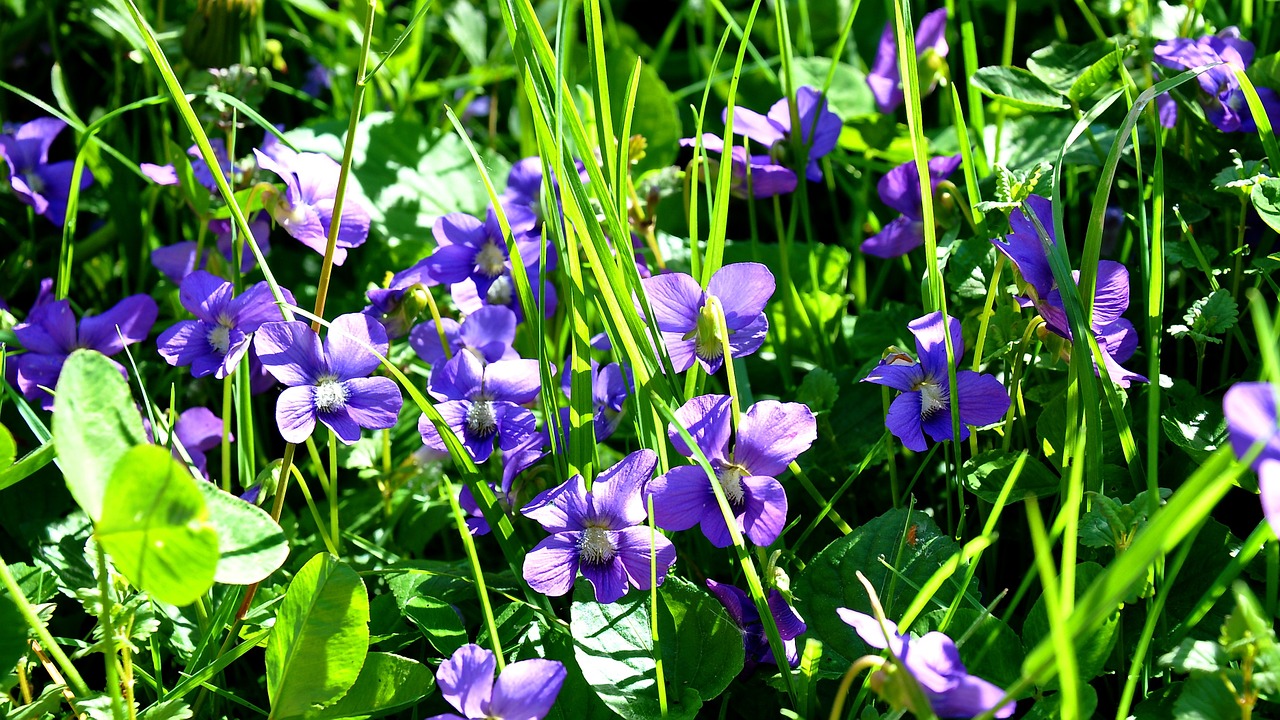 spring violet nature free photo