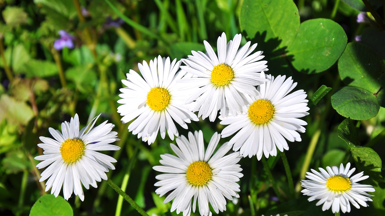 spring nature daisy free photo