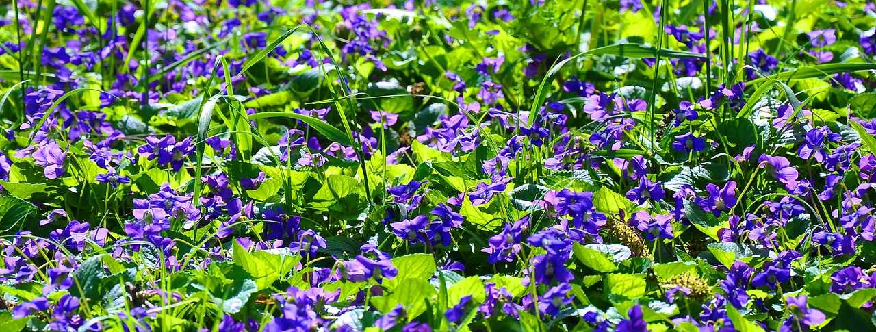 spring violet nature free photo