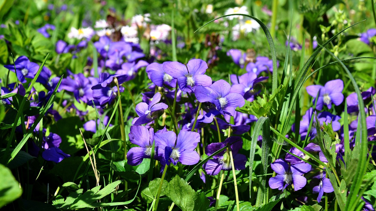 spring violet nature free photo