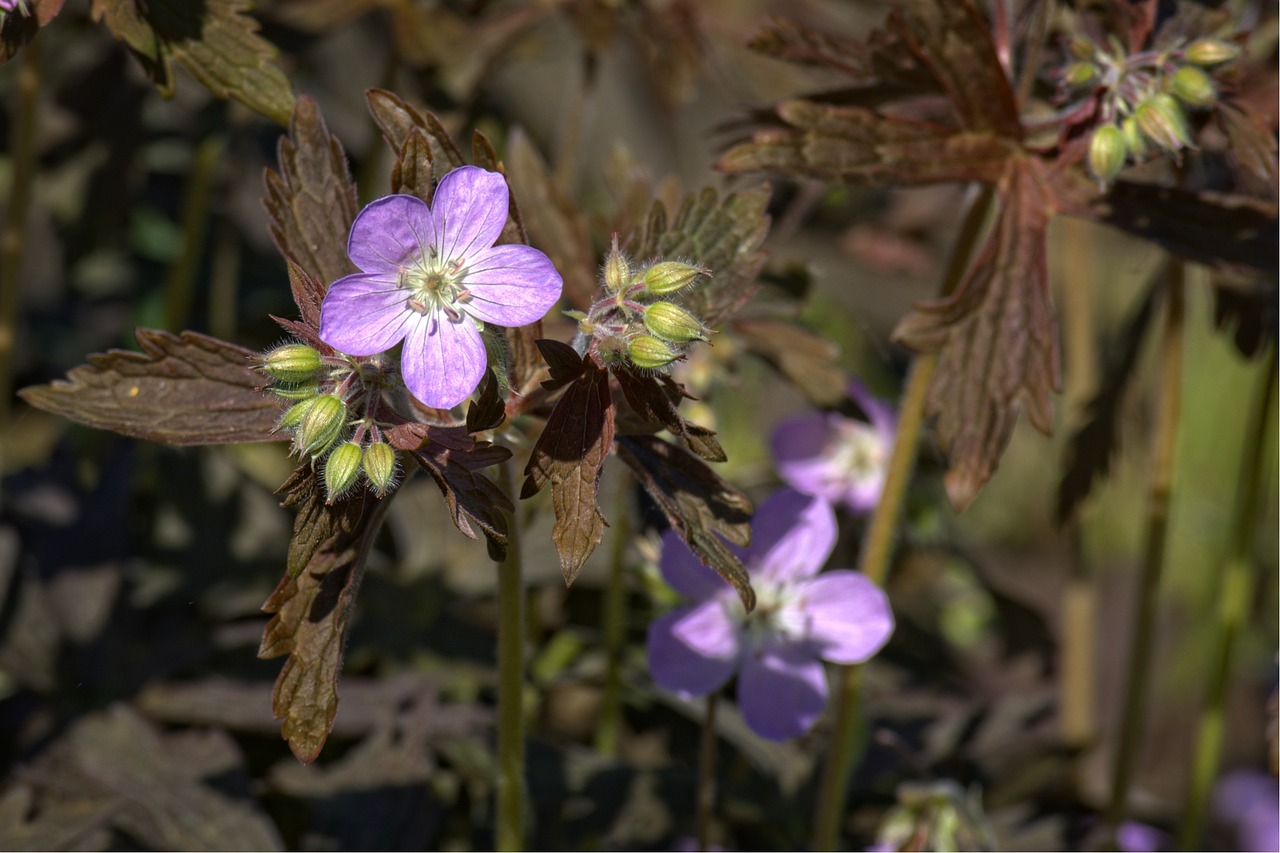 spring cranesbill flora free photo