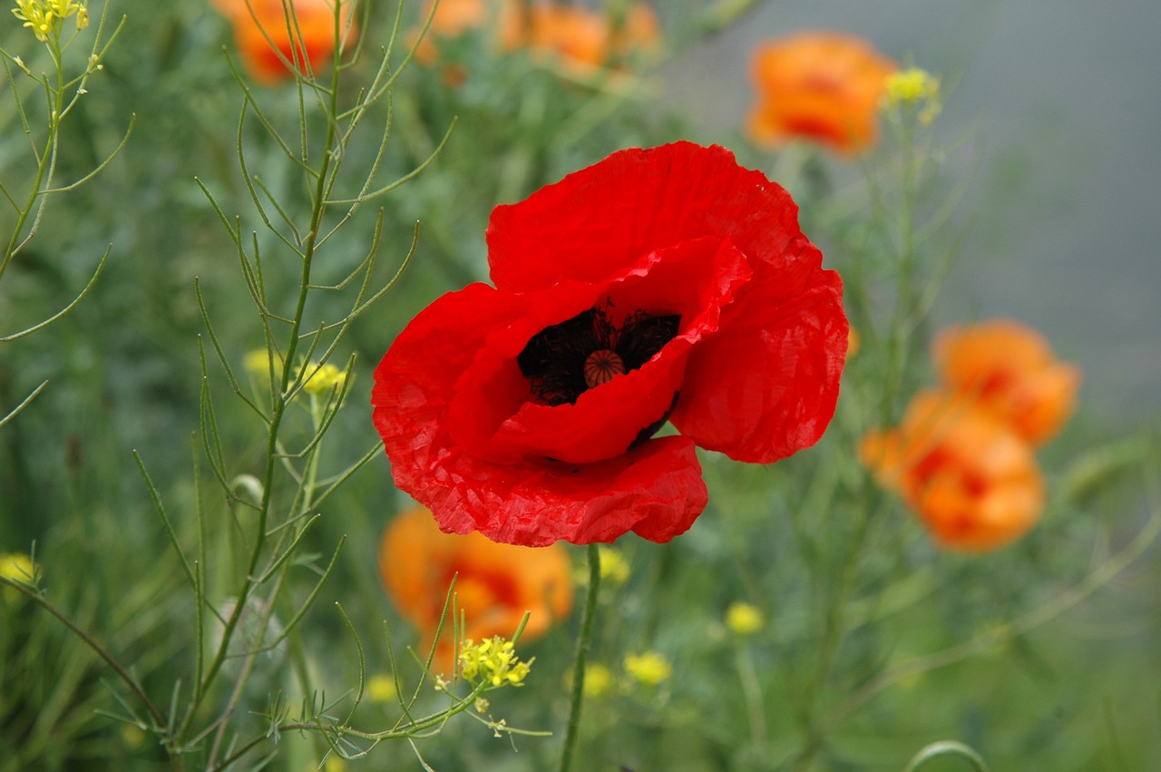 spring wild red poppy free photo