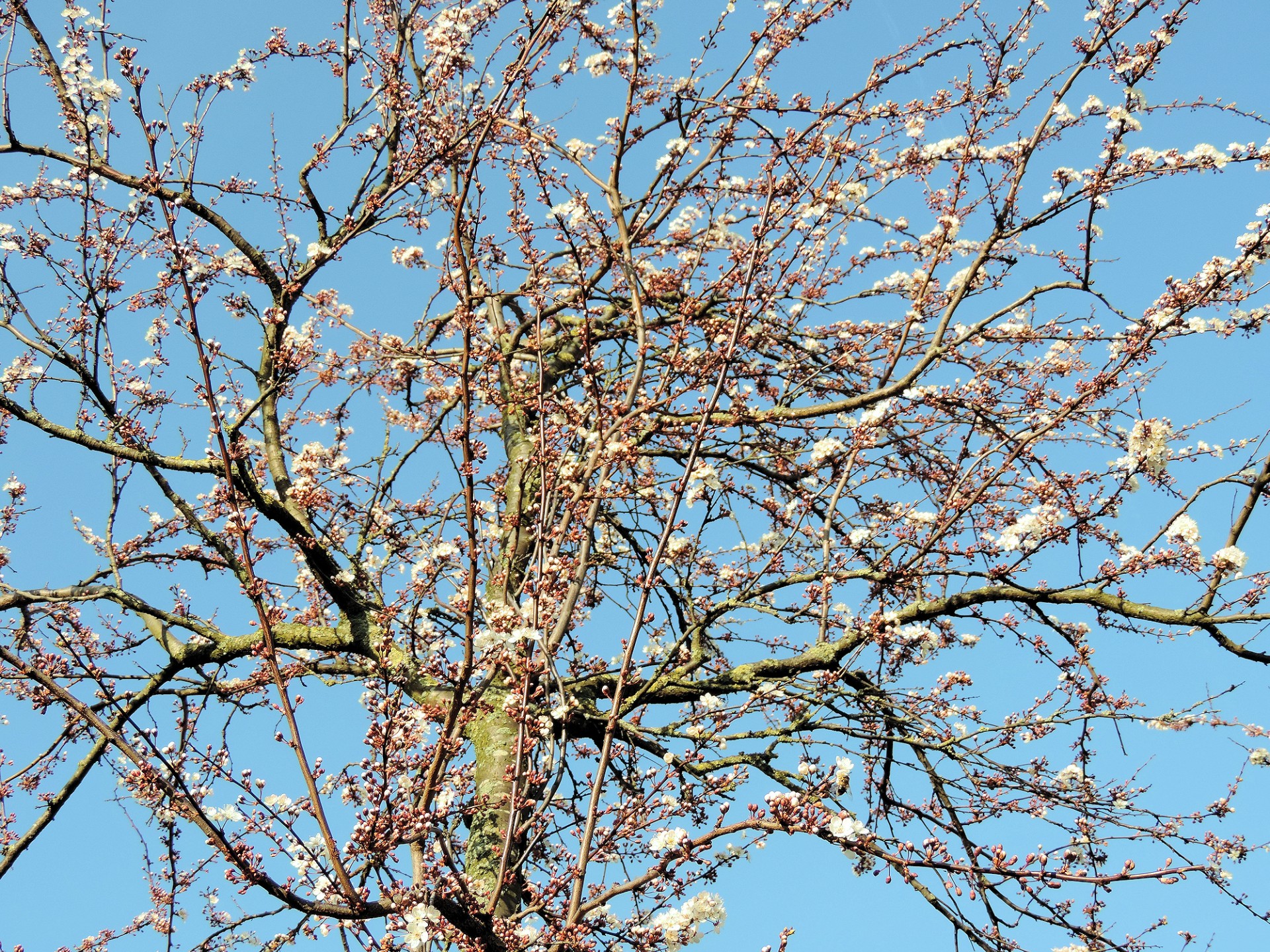 spring tree blossom free photo