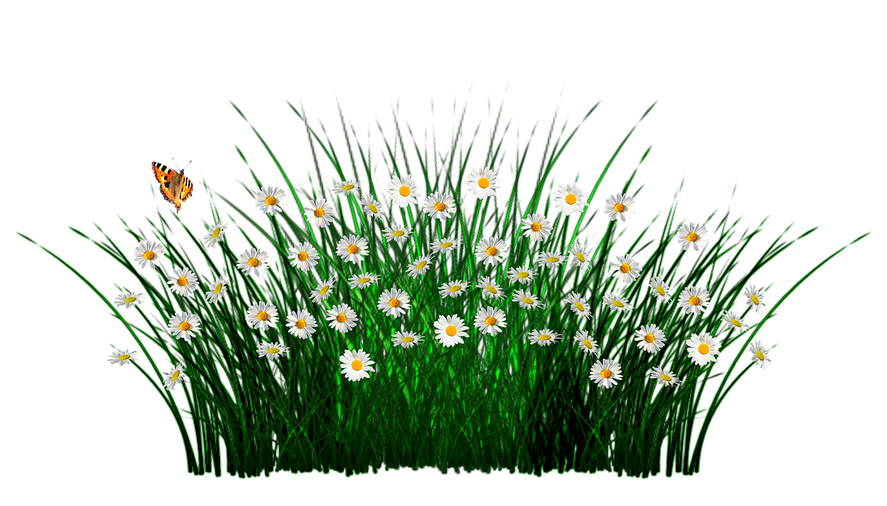 spring flowers grass free photo