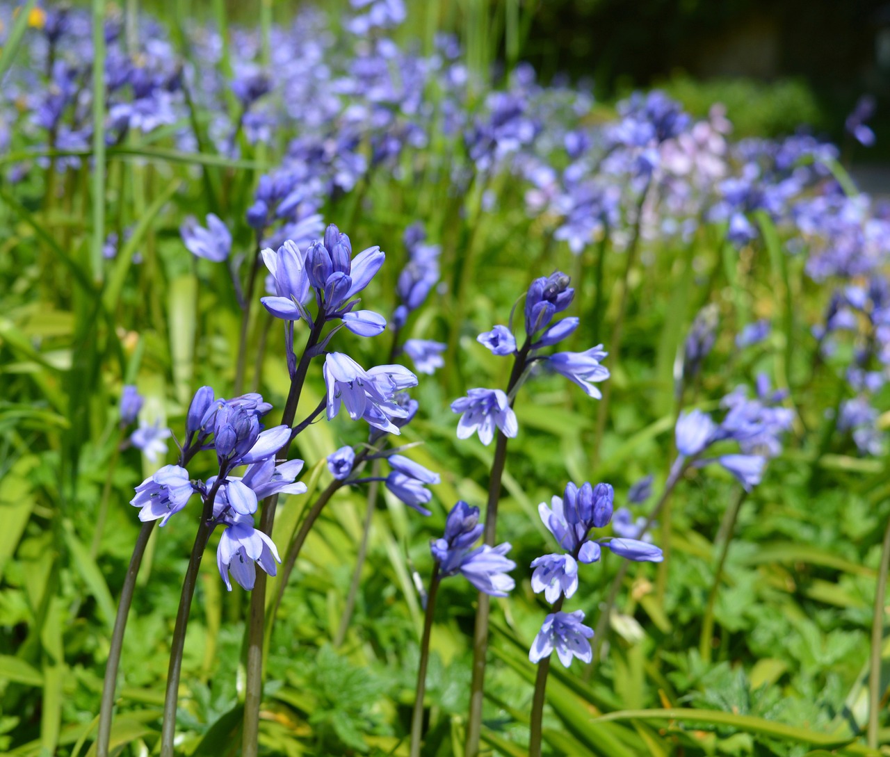 bluebell flowers spring free photo
