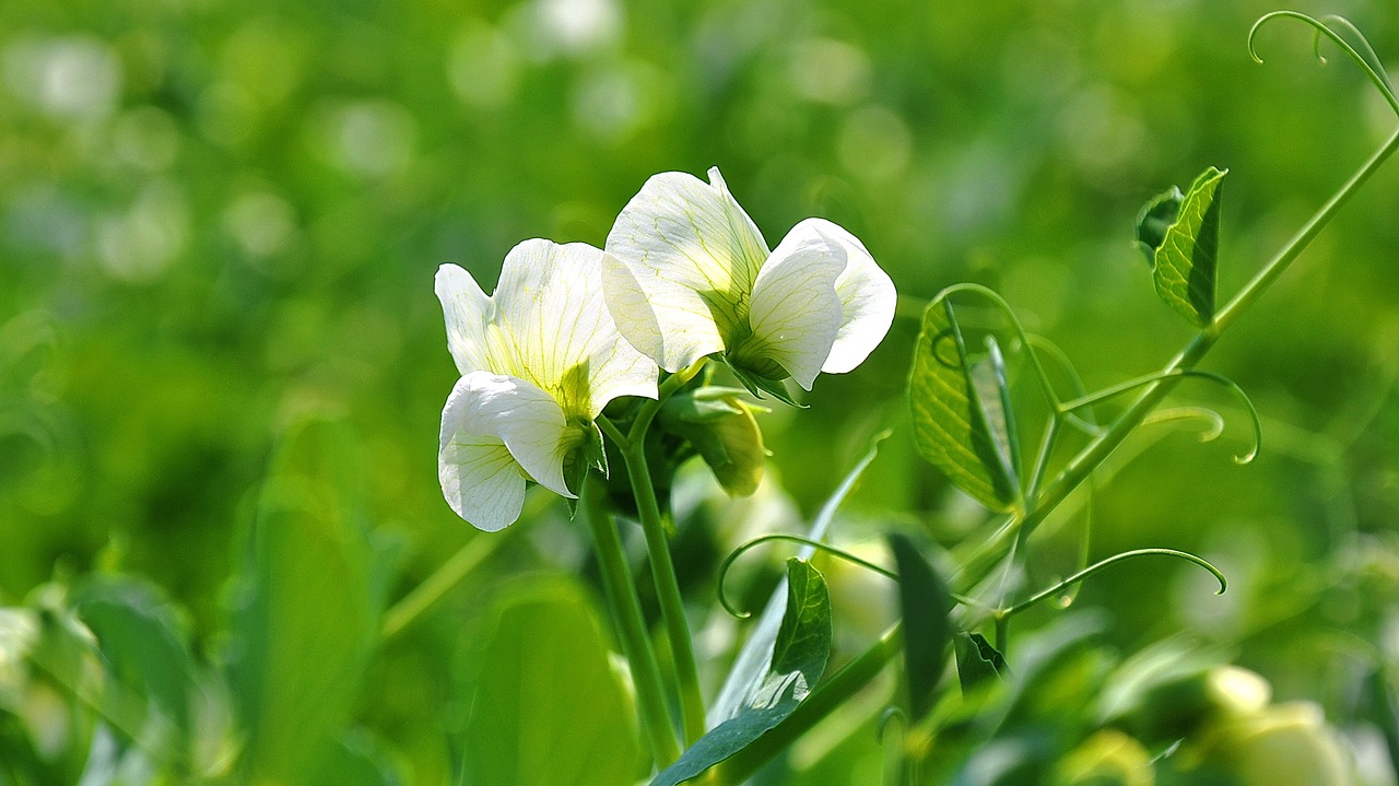 spring nature pea free photo