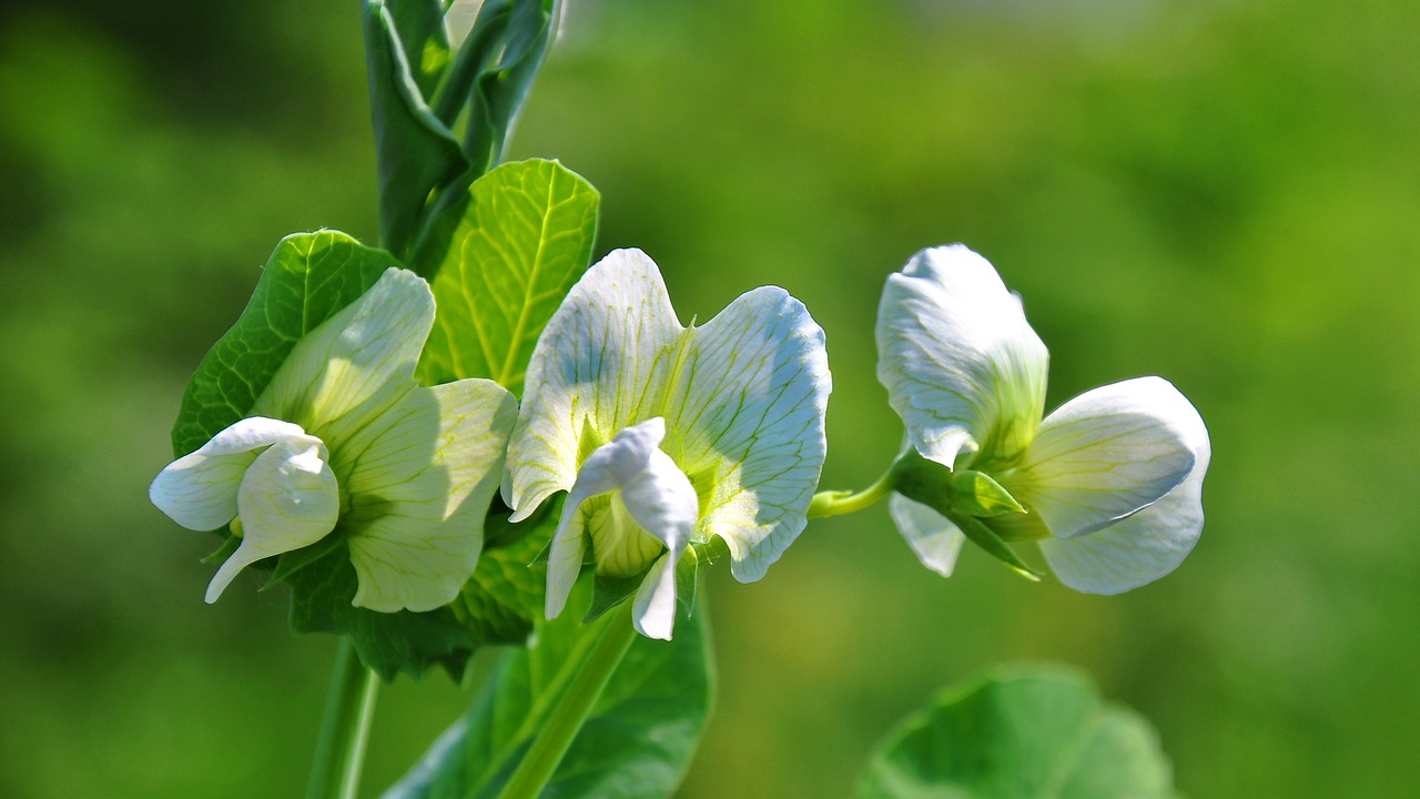 spring nature pea free photo