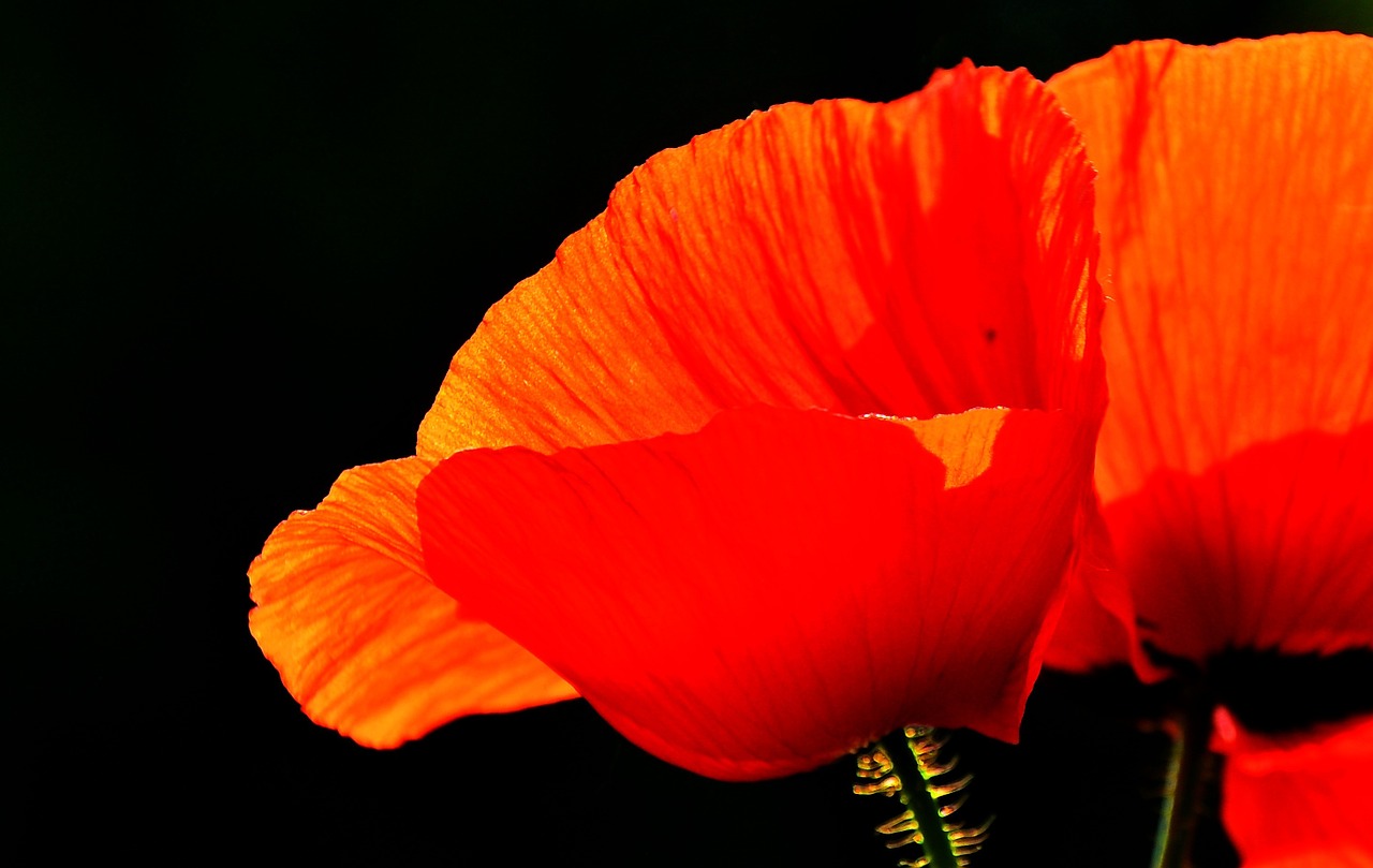 spring nature poppy free photo