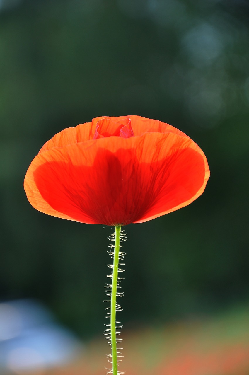 spring nature poppy free photo