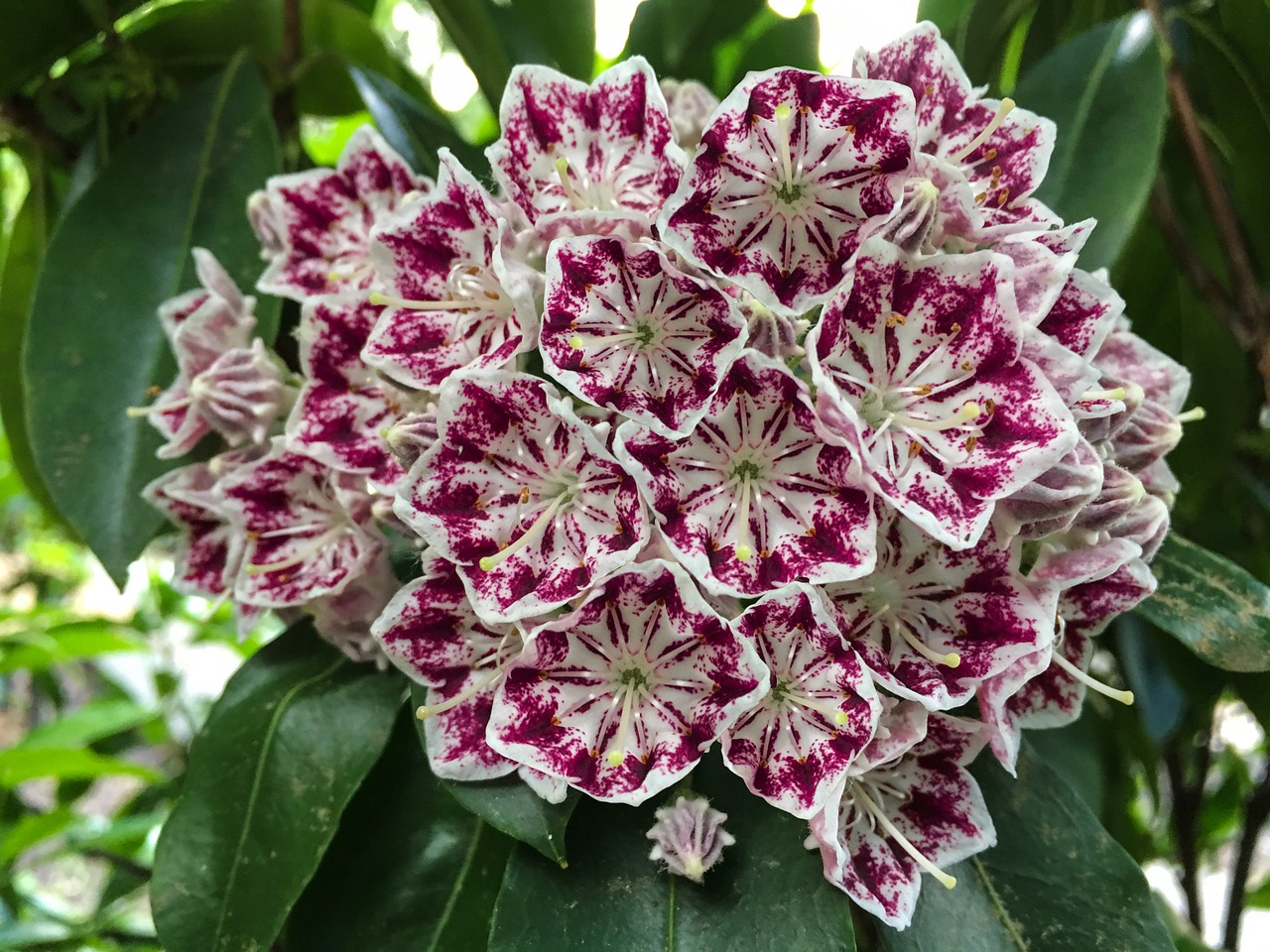 spring flower magenta free photo