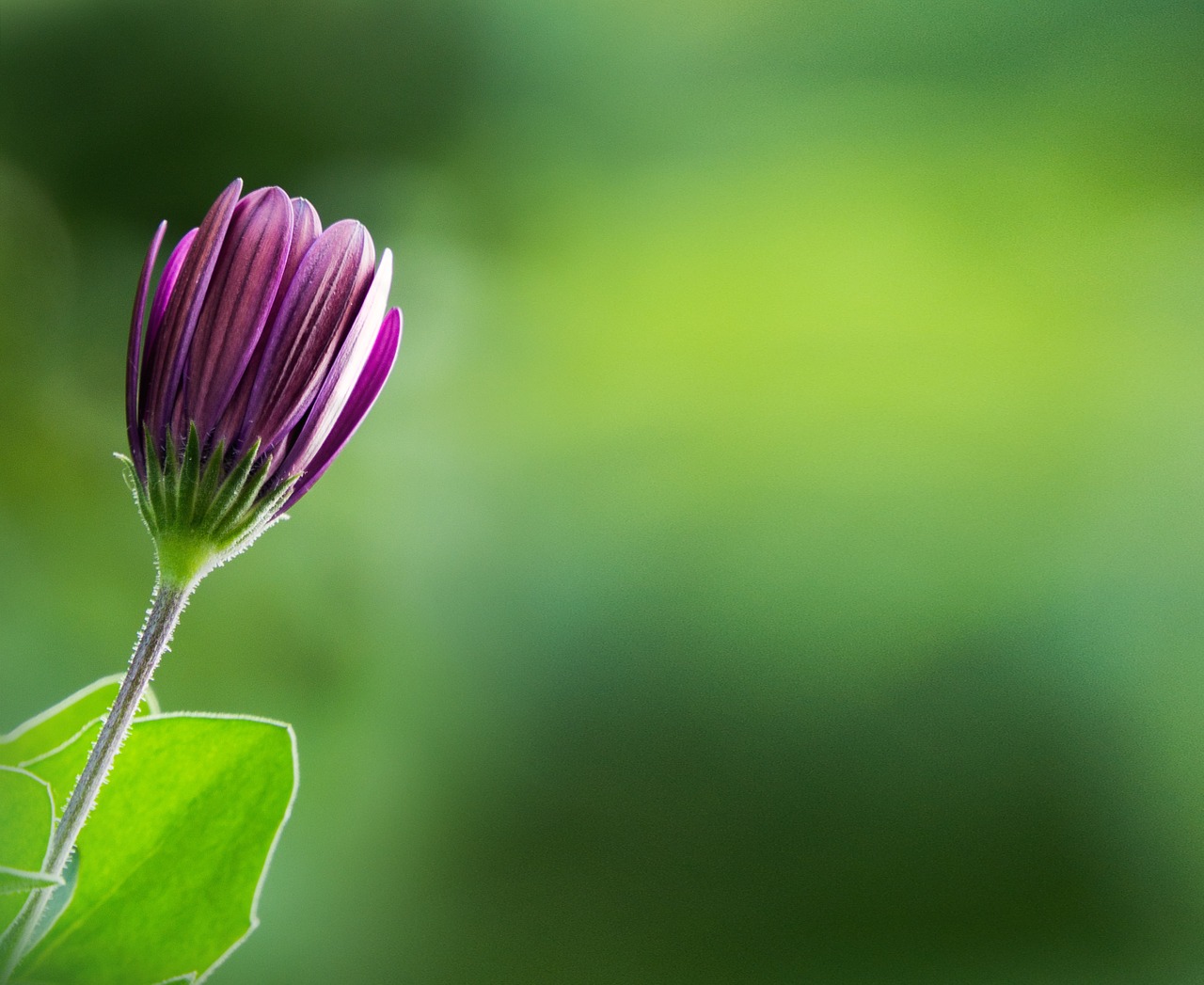 spring bud blossom free photo