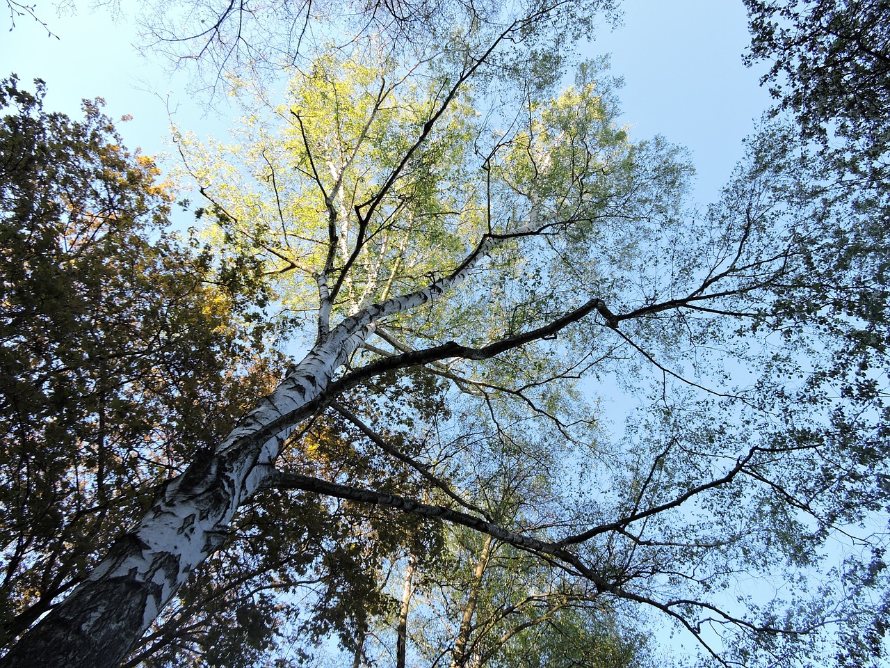 spring trees birch free photo