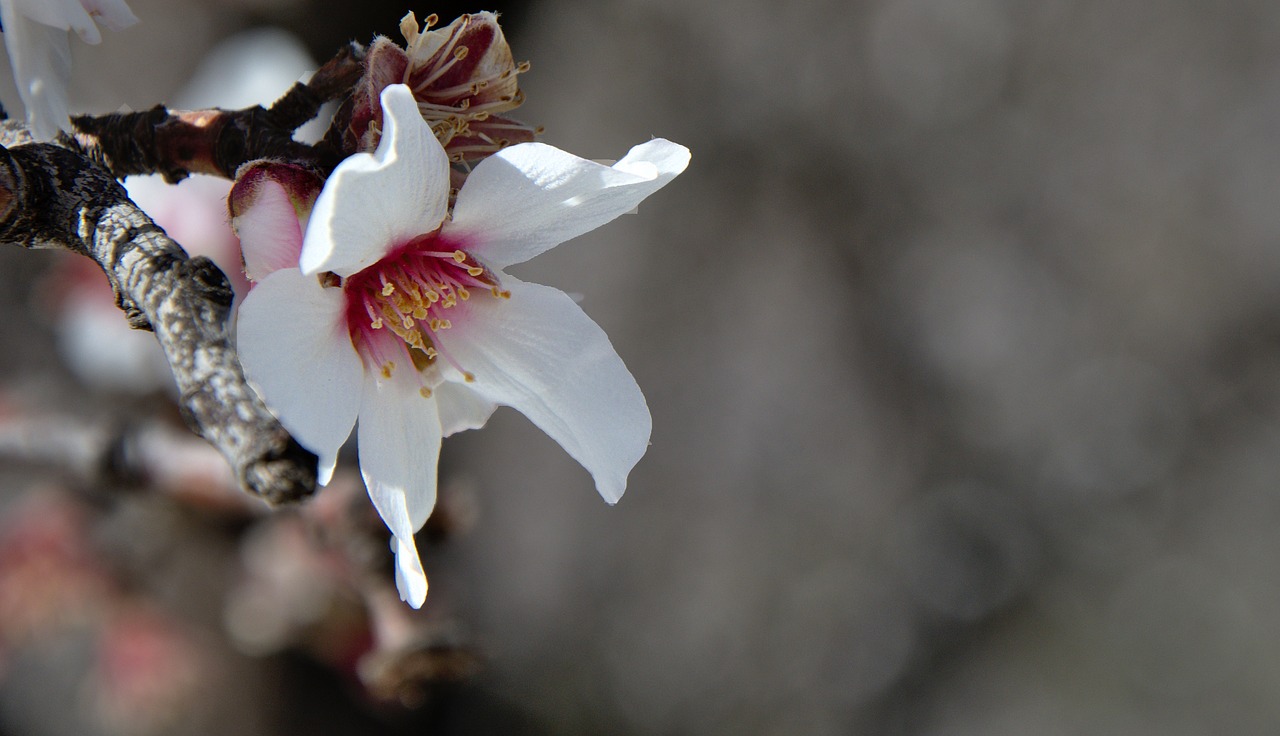 spring nature flowers free photo