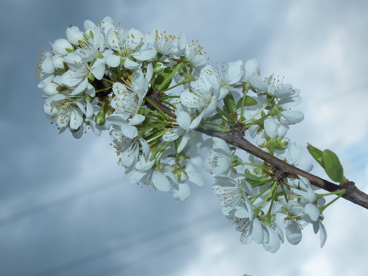 spring apple tree white color free photo