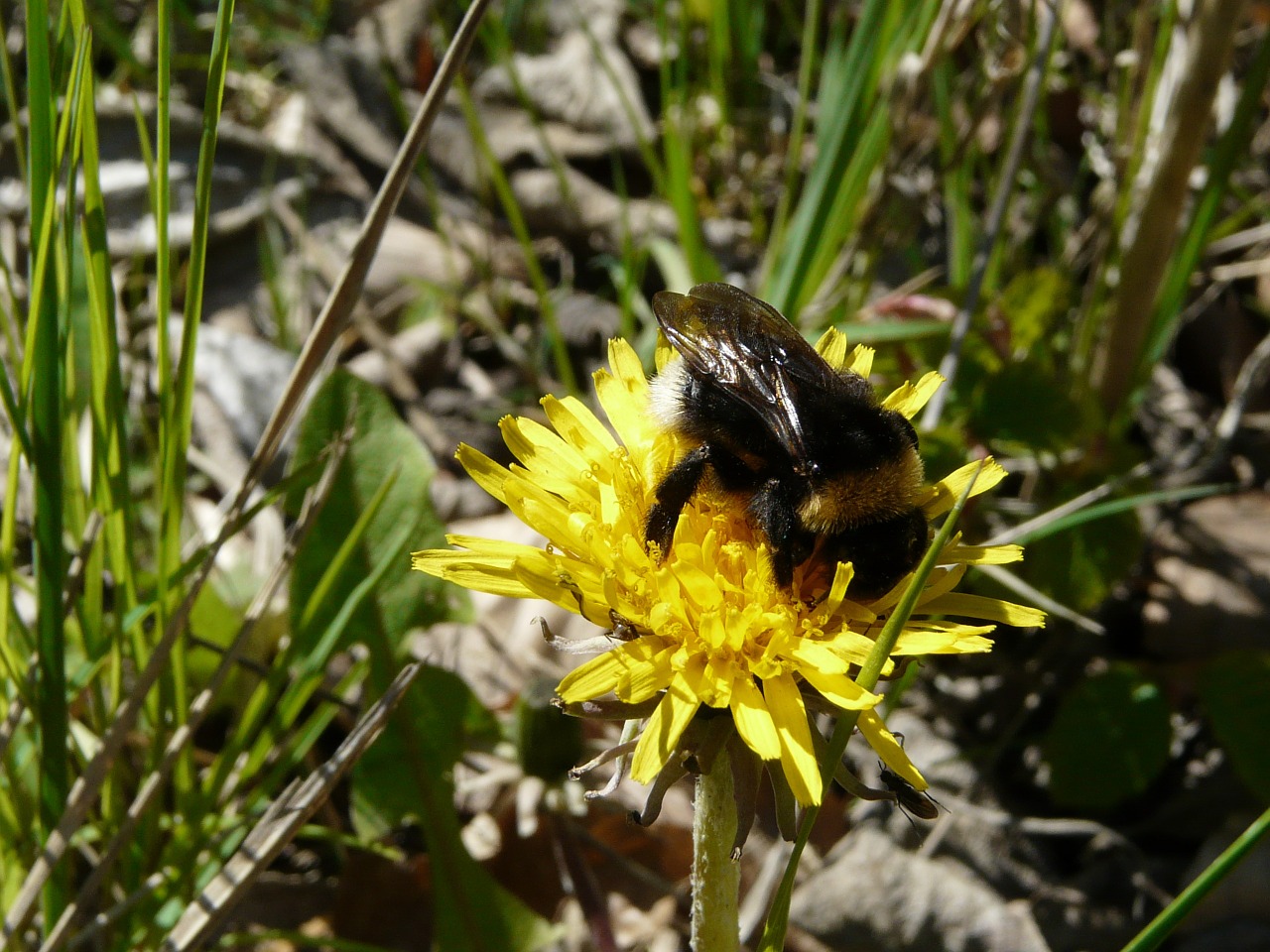 spring dandelion yellow free photo