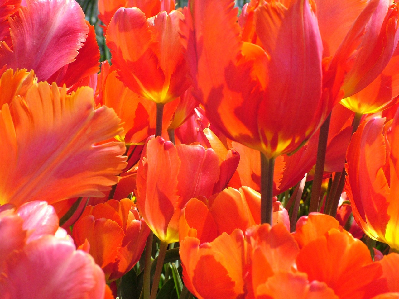 spring tulips flower free photo