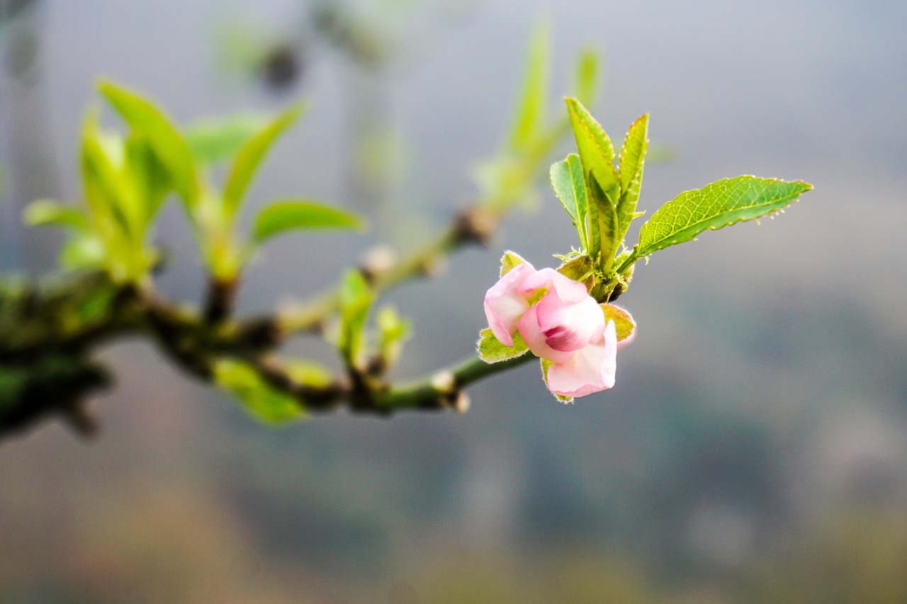 spring branch bloom free photo