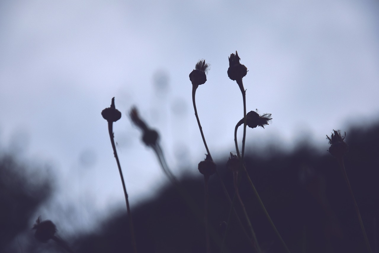 spring flowers dandelion free photo