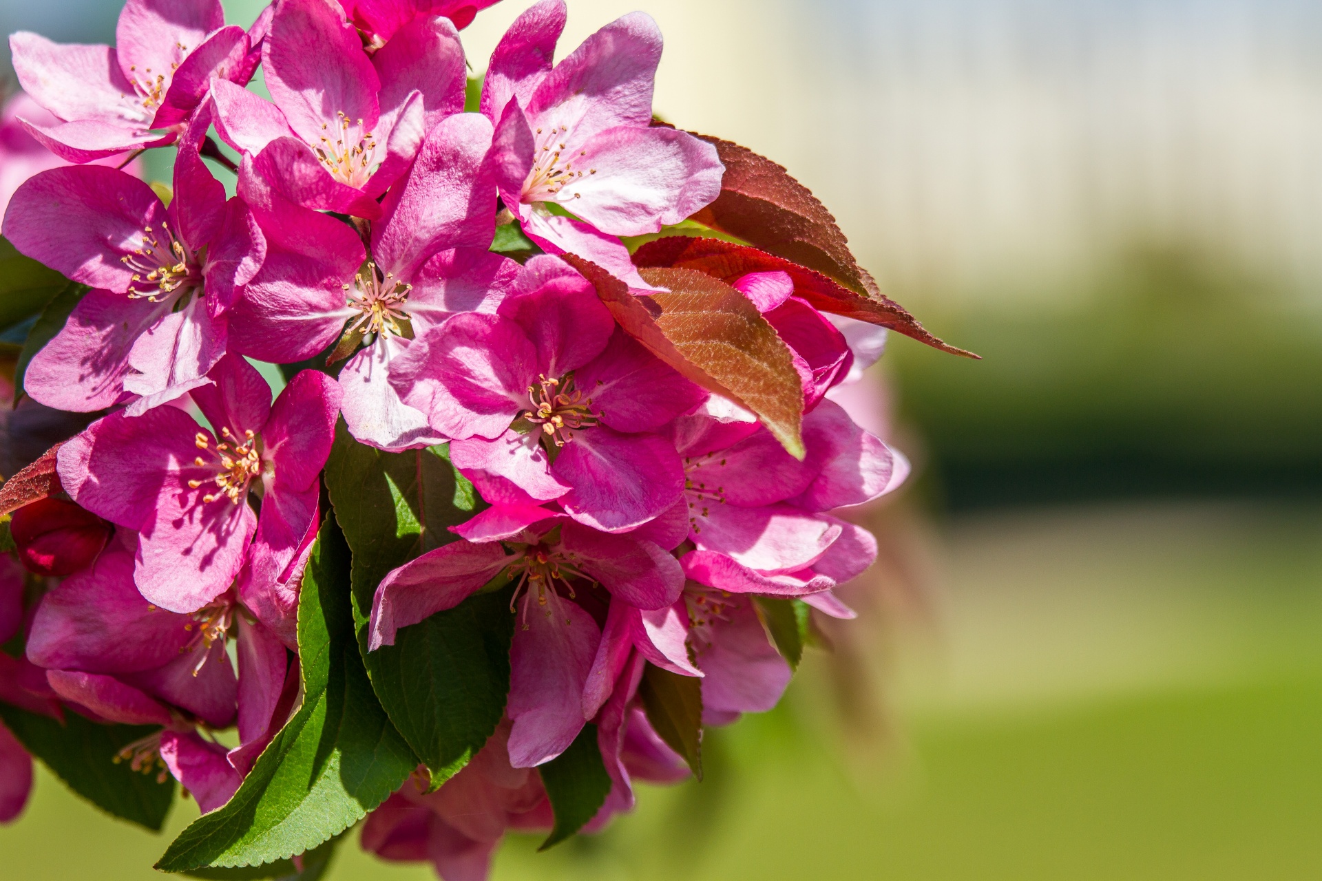 flower flowers garden free photo