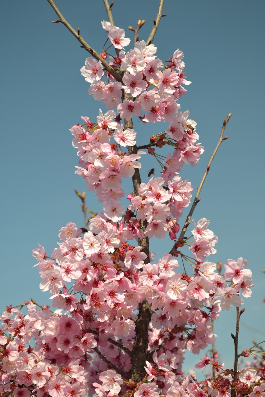 spring flower pink free photo