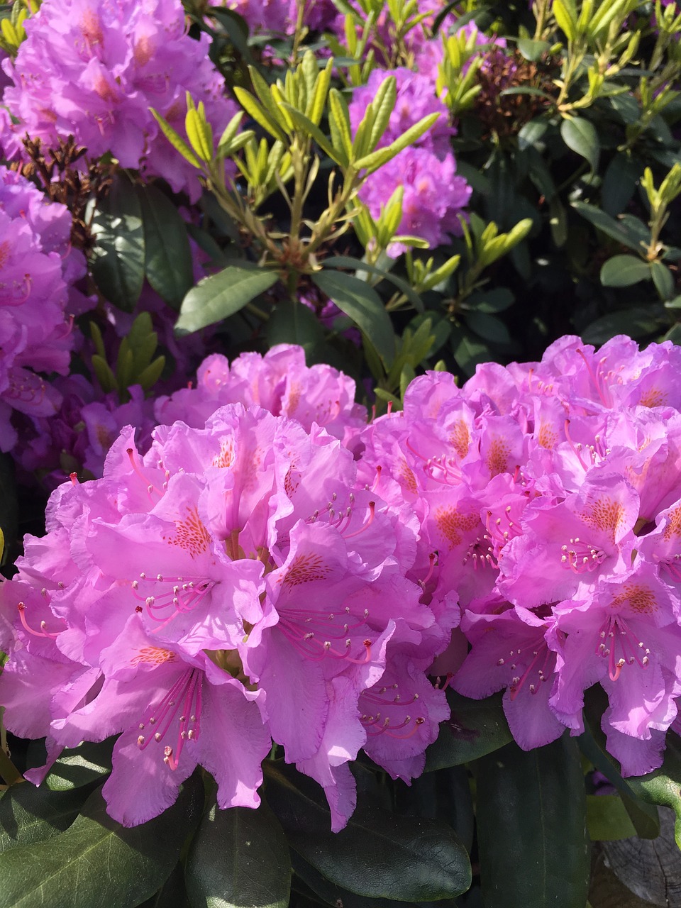 spring odense rhododendron free photo